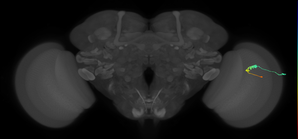 C3_R (MaleCNS:61038)