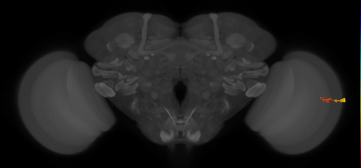 C3_R (MaleCNS:59129)