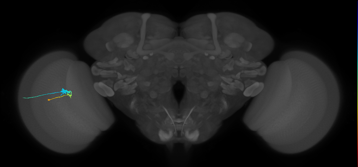 C3_L (MaleCNS:551142)