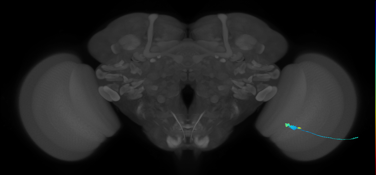 C3_R (MaleCNS:68026)