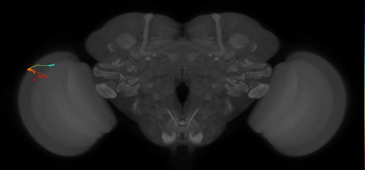 C3_L (MaleCNS:70935)
