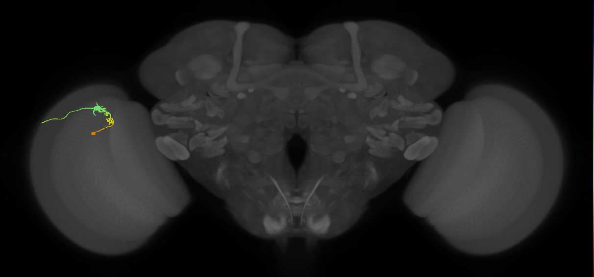 C3_L (MaleCNS:69255)