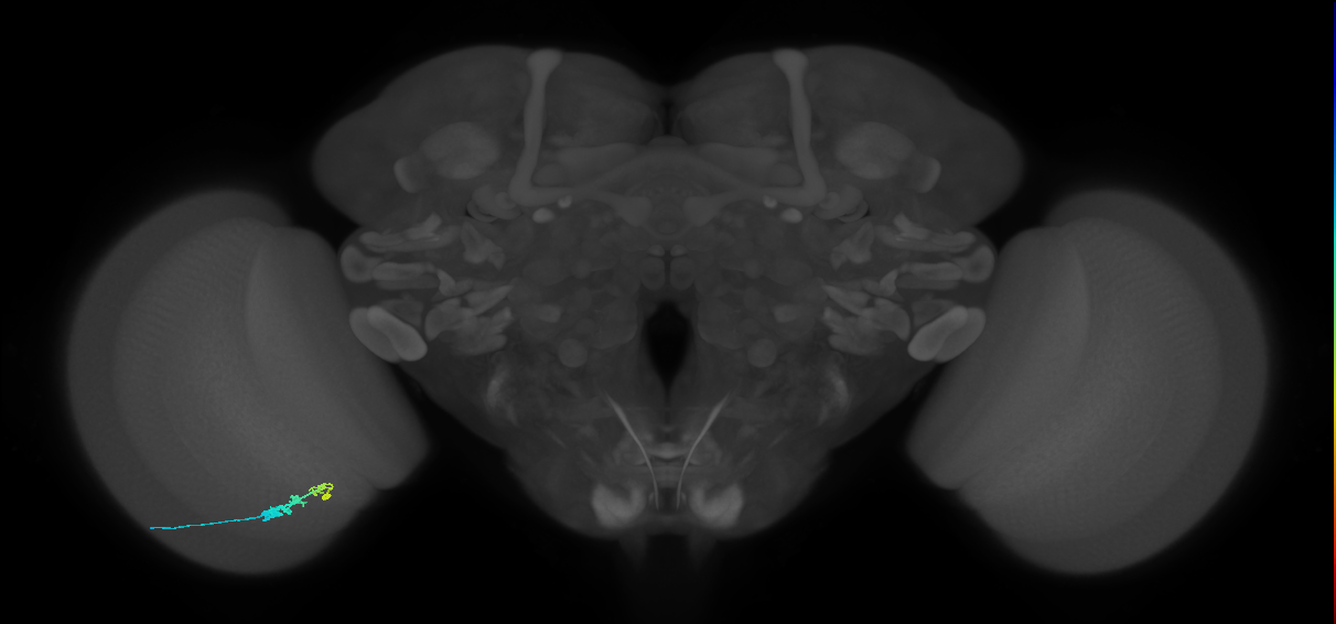 C3_L (MaleCNS:526373)