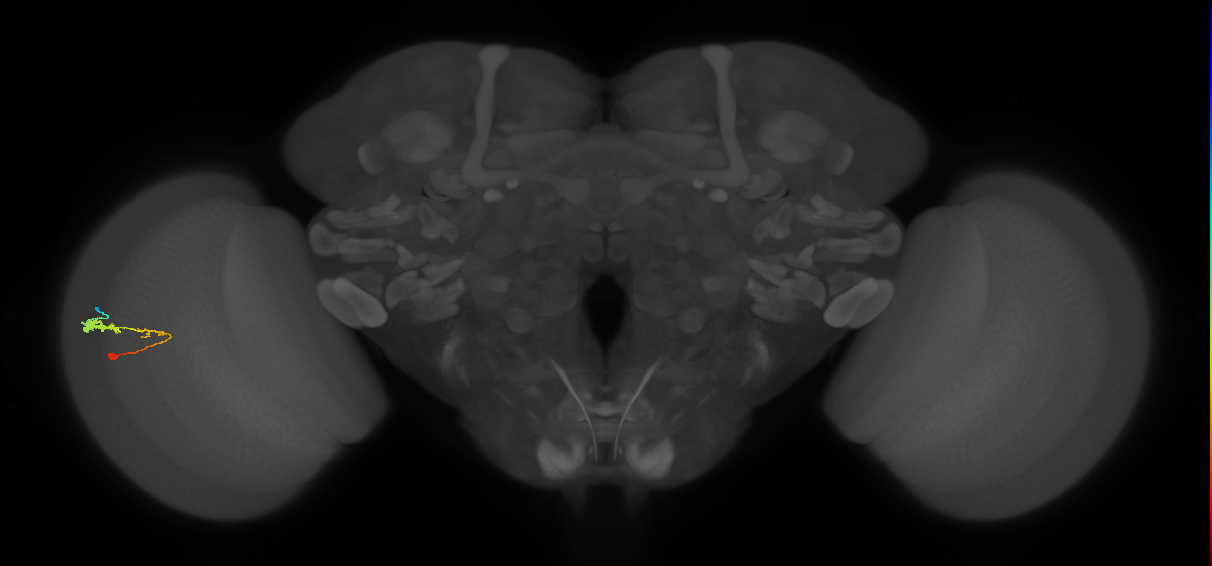 C3_L (MaleCNS:517797)