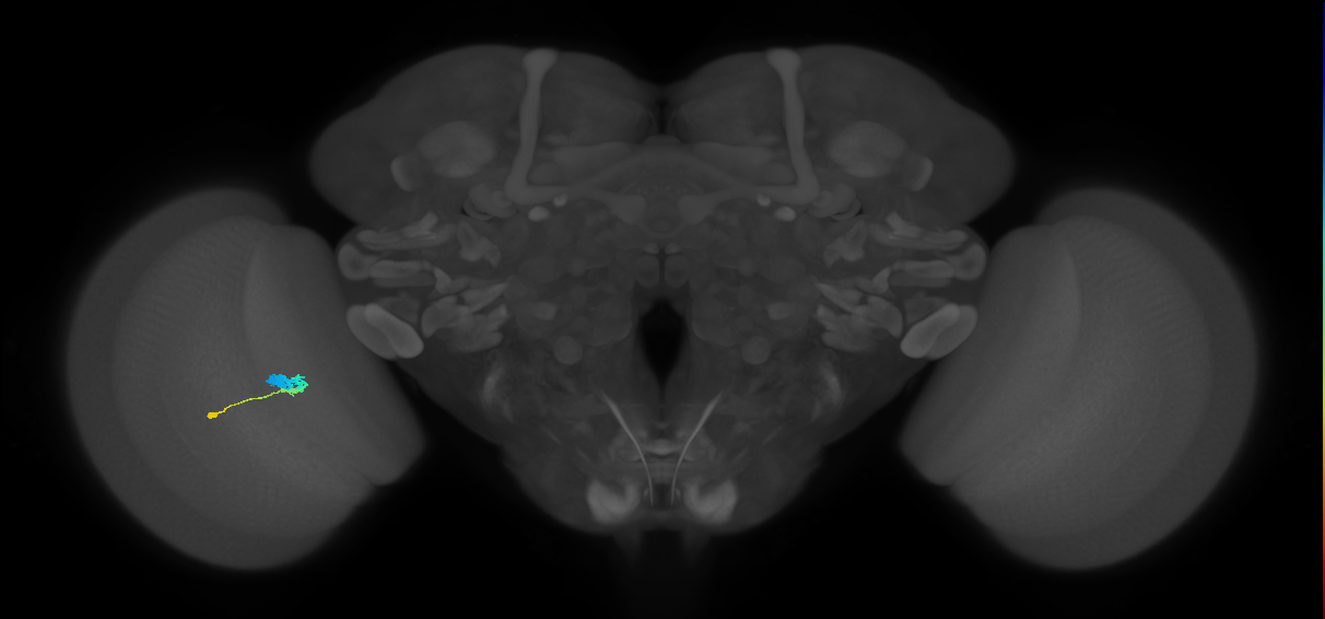 C3_L (MaleCNS:65328)