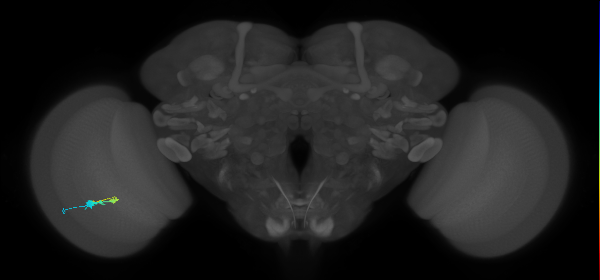 C3_L (MaleCNS:108647)