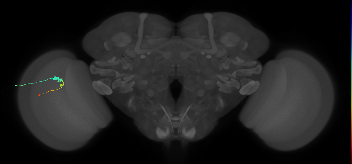 C3_L (MaleCNS:544052)