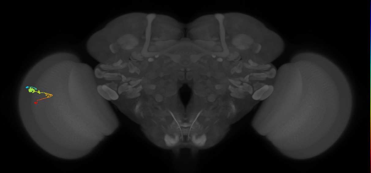 C3_L (MaleCNS:53631)