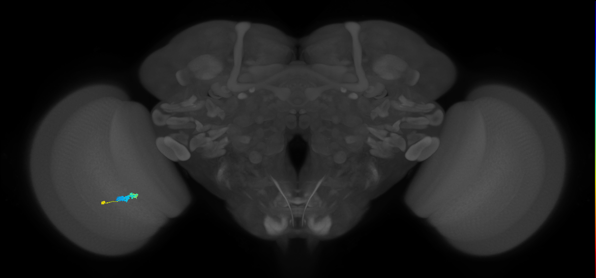 C3_L (MaleCNS:67705)
