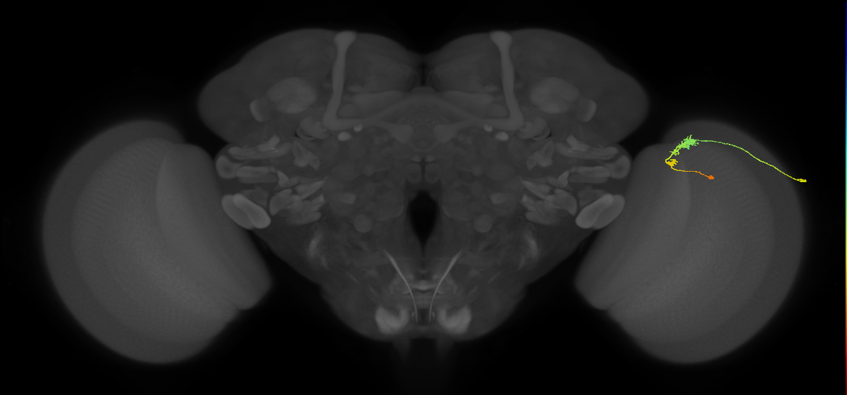 C3_R (MaleCNS:60458)
