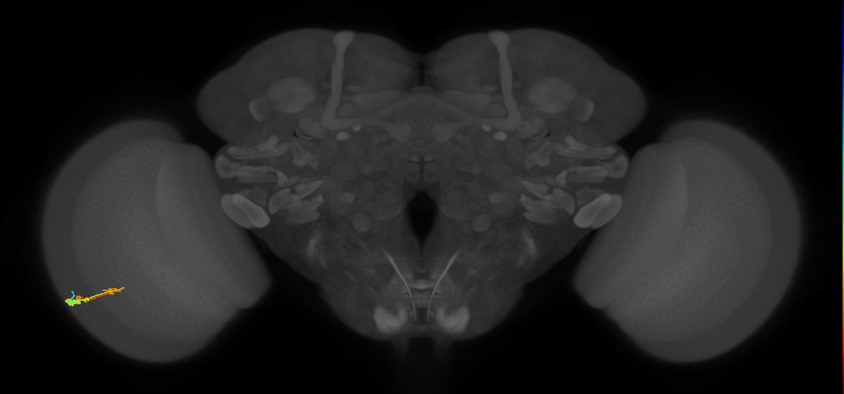 C3_L (MaleCNS:42795)