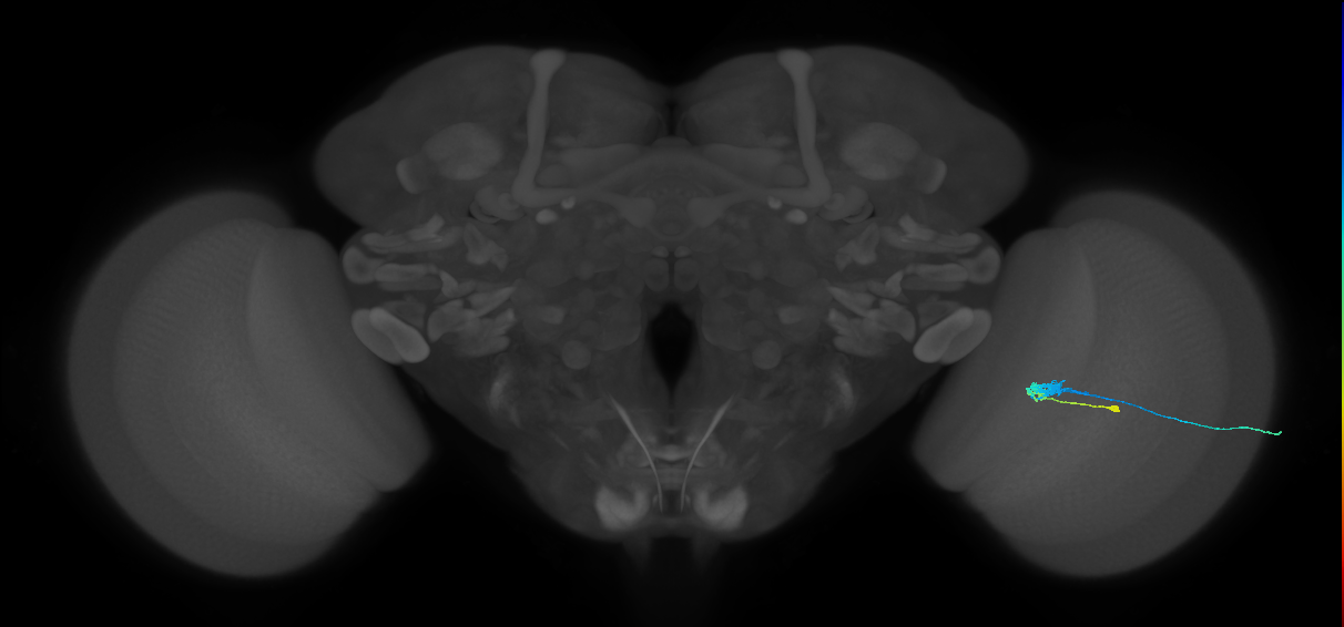 C3_R (MaleCNS:65411)