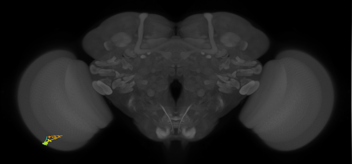 C3_L (MaleCNS:104832)