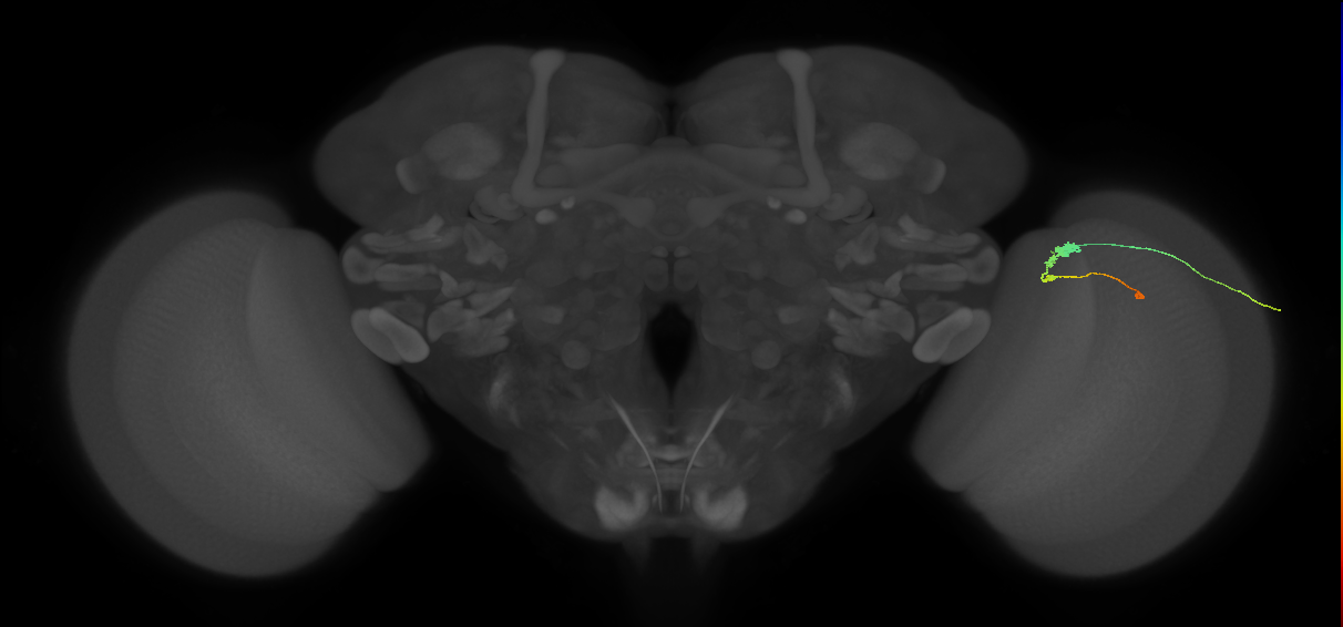 C3_R (MaleCNS:75187)