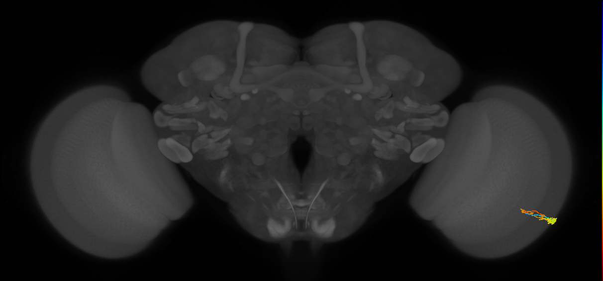 C3_R (MaleCNS:55156)