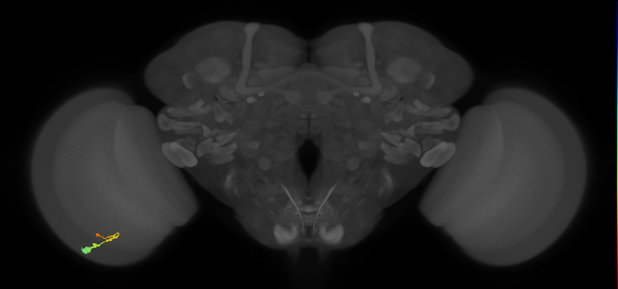 C3_L (MaleCNS:65165)