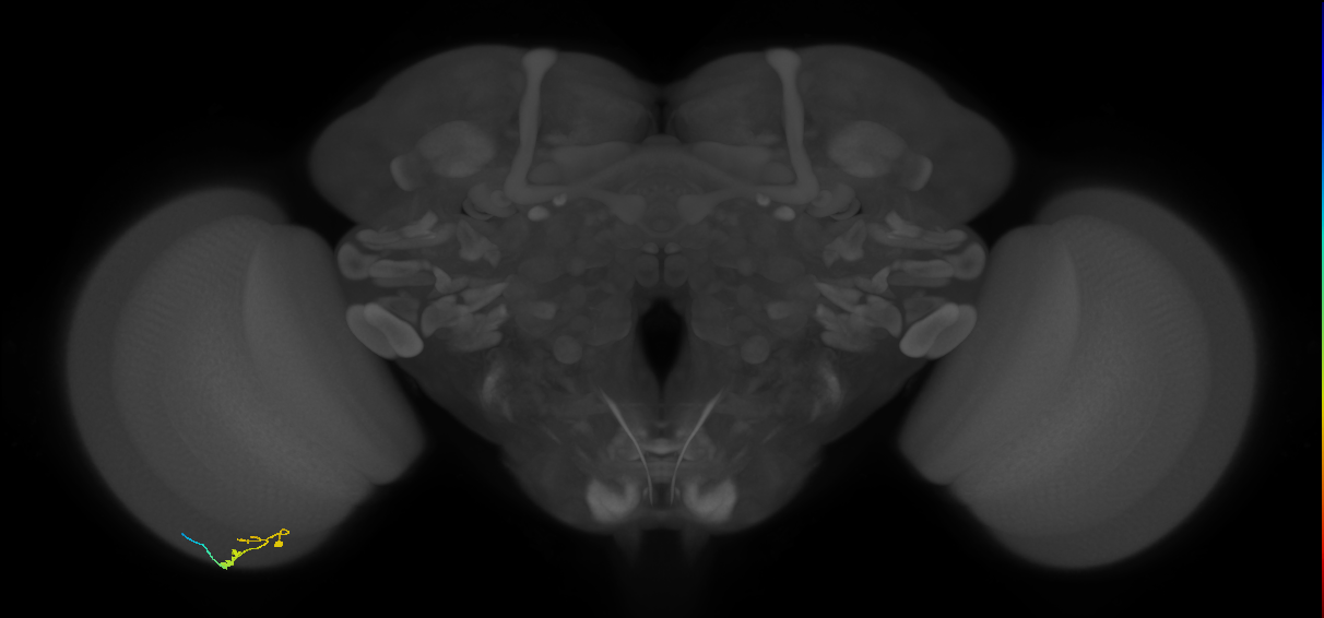 C3_L (MaleCNS:113596)