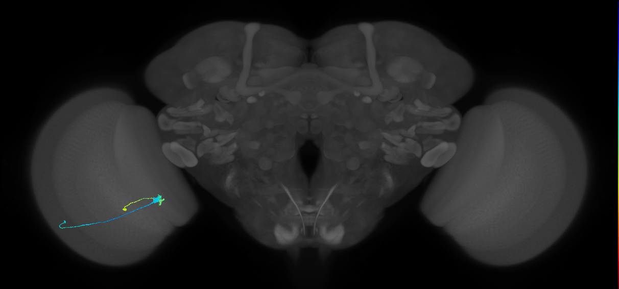 C3_L (MaleCNS:85607)