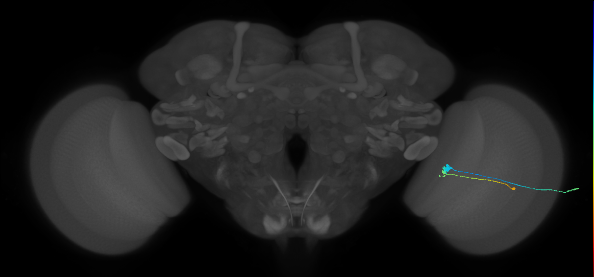 C3_R (MaleCNS:76045)