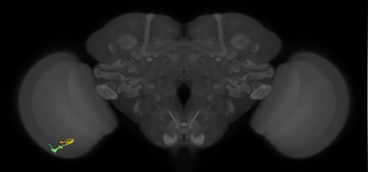 C3_L (MaleCNS:62783)