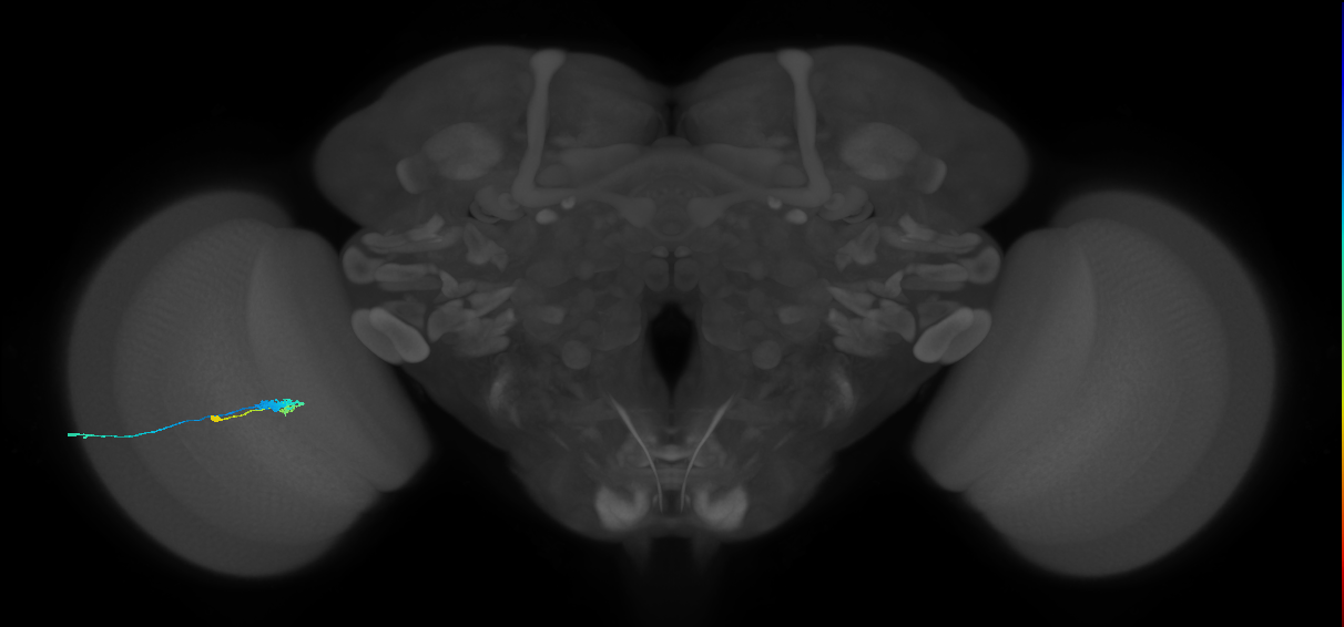 C3_L (MaleCNS:60938)