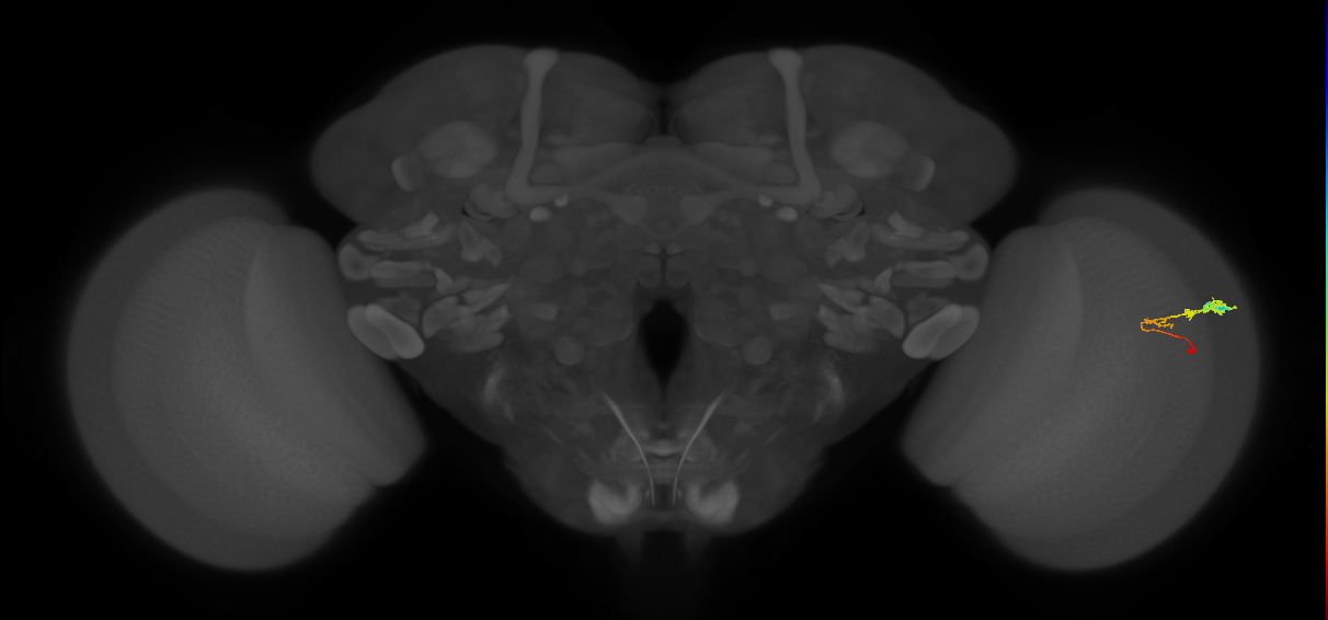 C3_R (MaleCNS:68752)