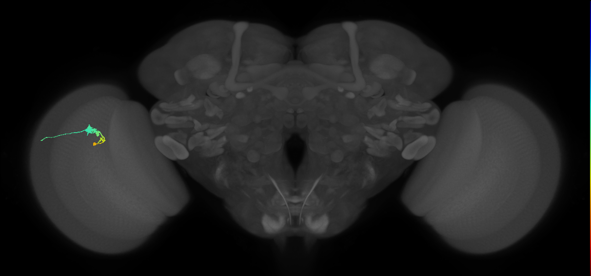 C3_L (MaleCNS:158543)