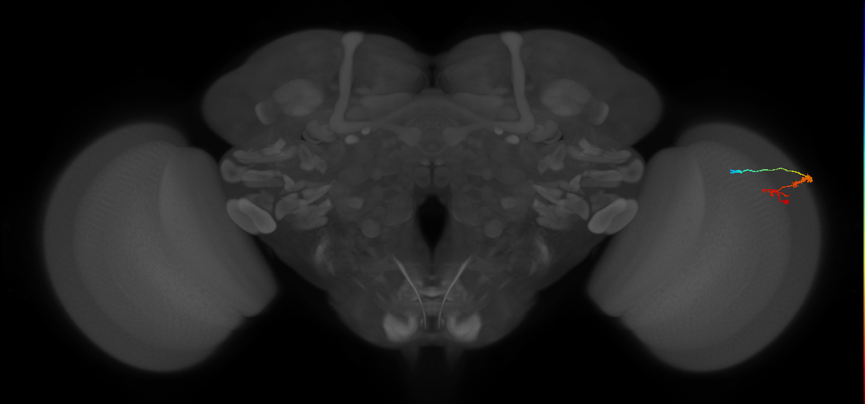 C3_R (MaleCNS:64814)