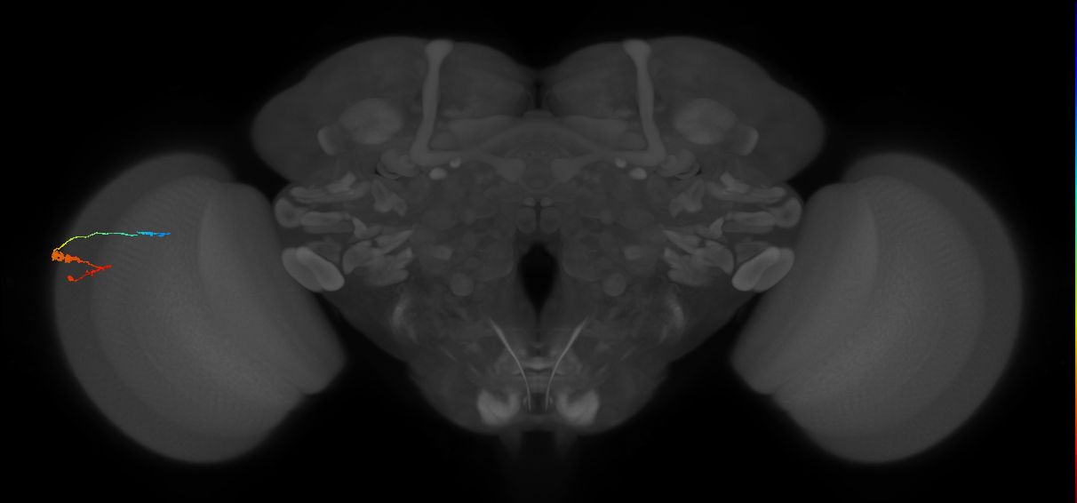 C3_L (MaleCNS:82546)
