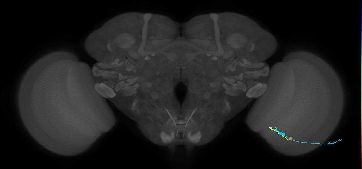 C3_R (MaleCNS:52842)