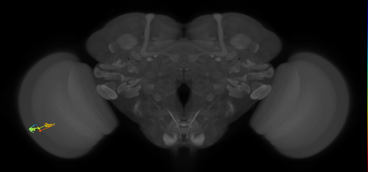 C3_L (MaleCNS:52730)