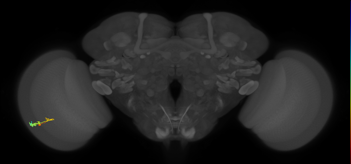 C3_L (MaleCNS:53003)