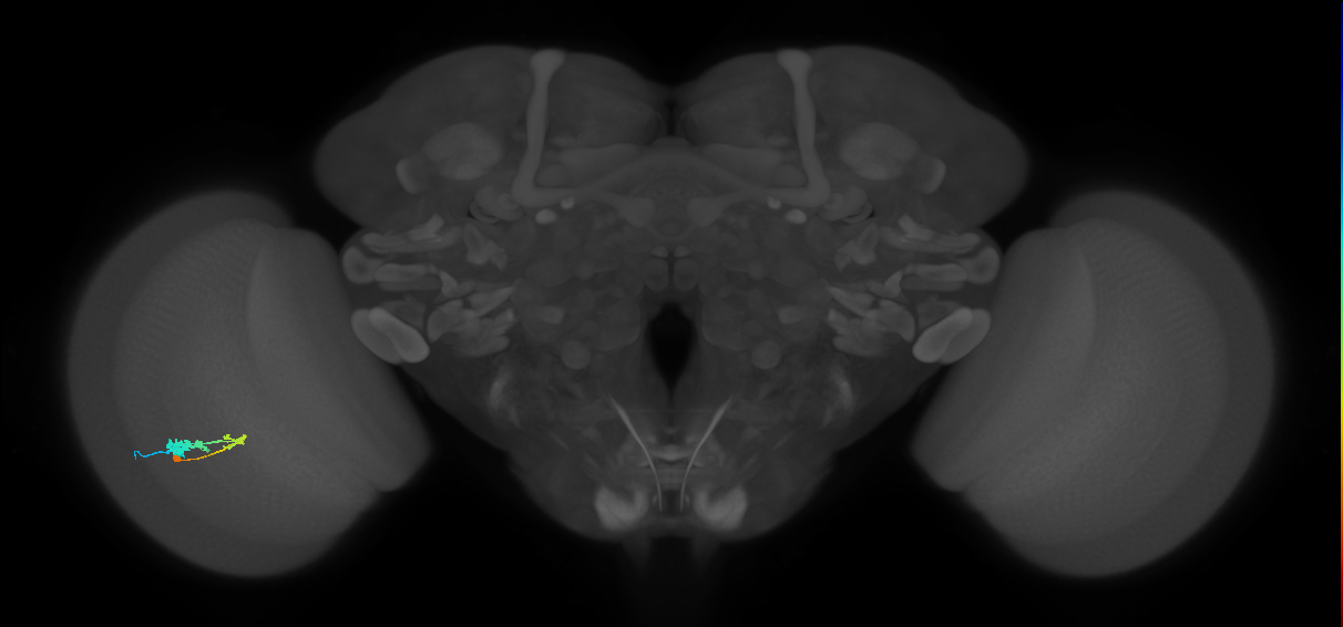 C3_L (MaleCNS:55861)