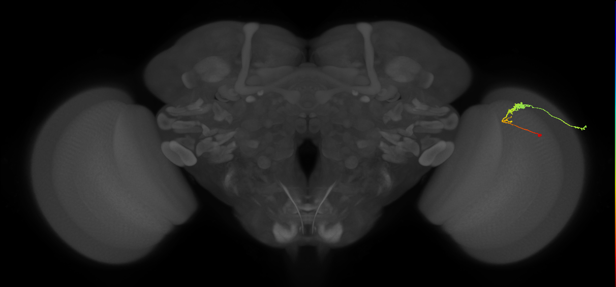 C3_R (MaleCNS:53518)