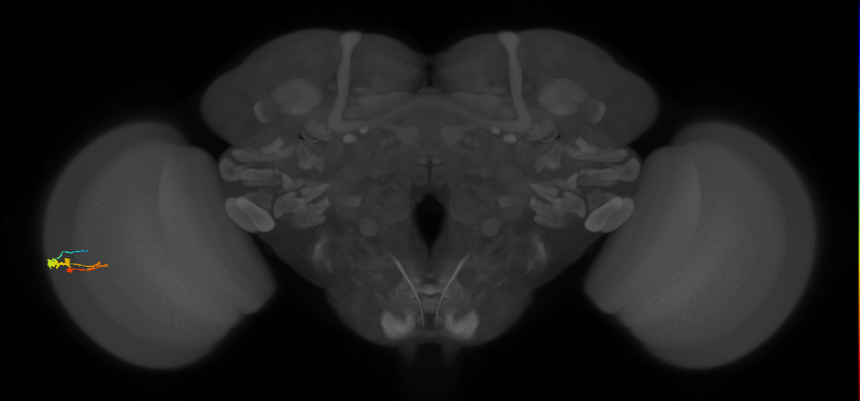 C3_L (MaleCNS:546972)