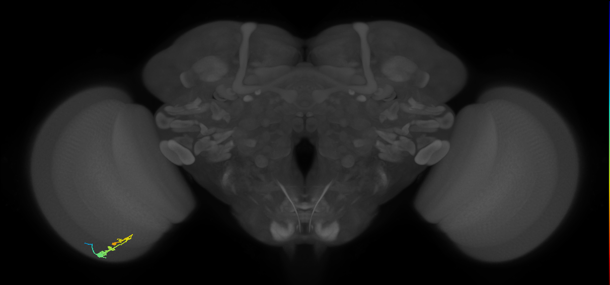 C3_L (MaleCNS:71132)