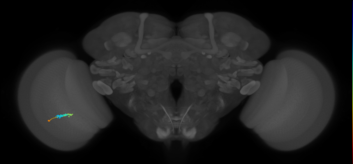 C3_L (MaleCNS:73852)