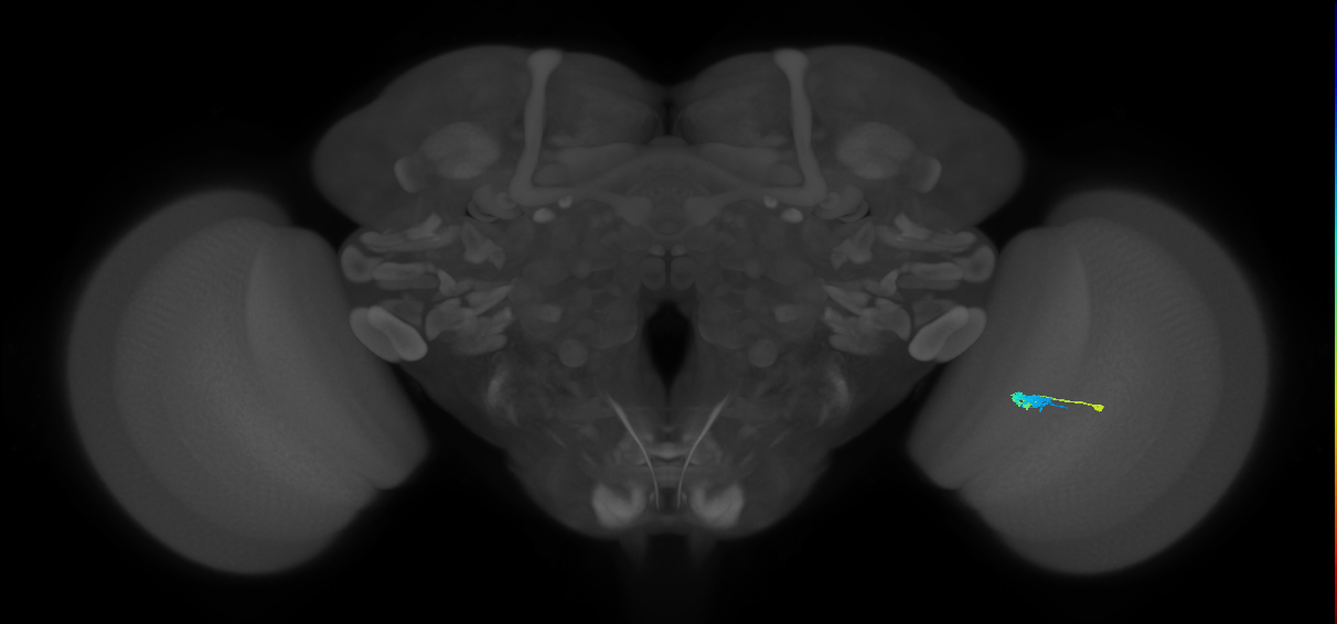 C3_R (MaleCNS:67811)