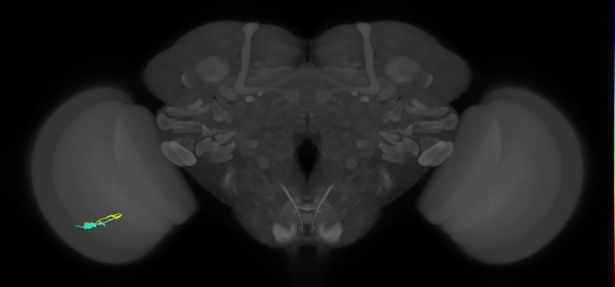 C3_L (MaleCNS:59241)