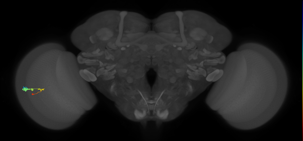 C3_L (MaleCNS:22576)