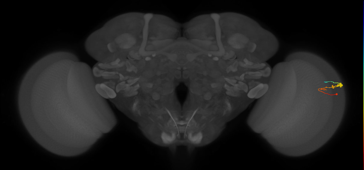 C3_R (MaleCNS:61511)