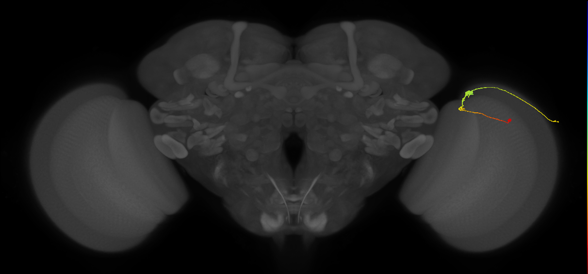 C3_R (MaleCNS:85169)
