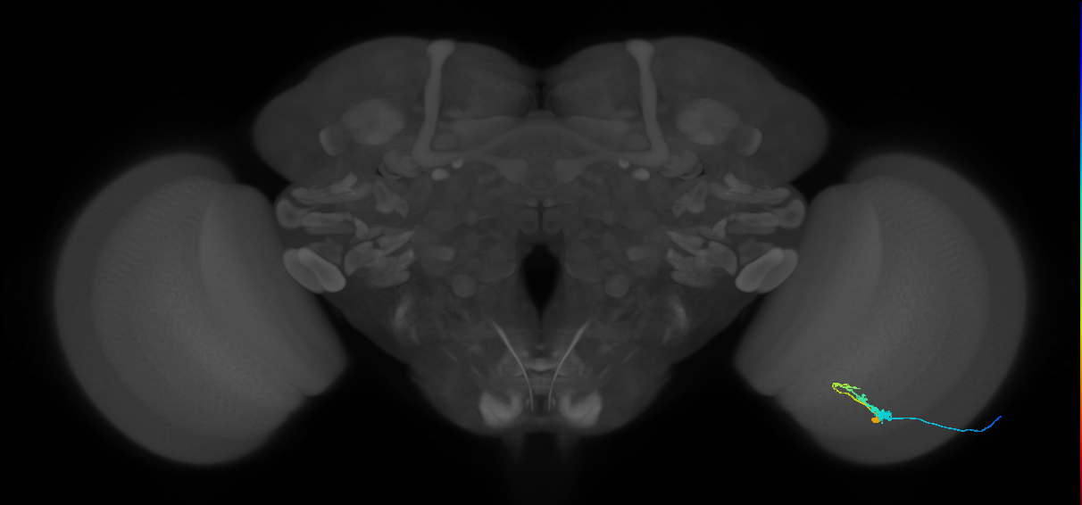 C3_R (MaleCNS:52506)