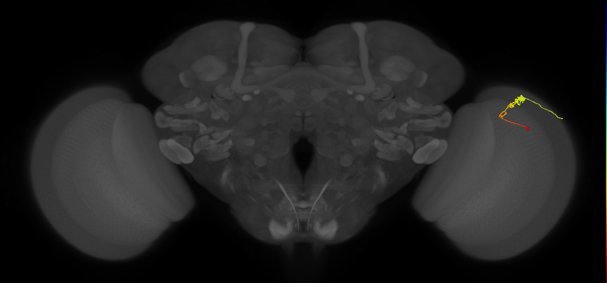 C3_R (MaleCNS:60064)