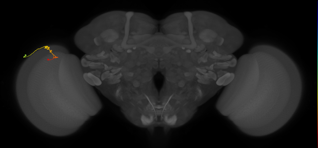 C3_L (MaleCNS:552653)