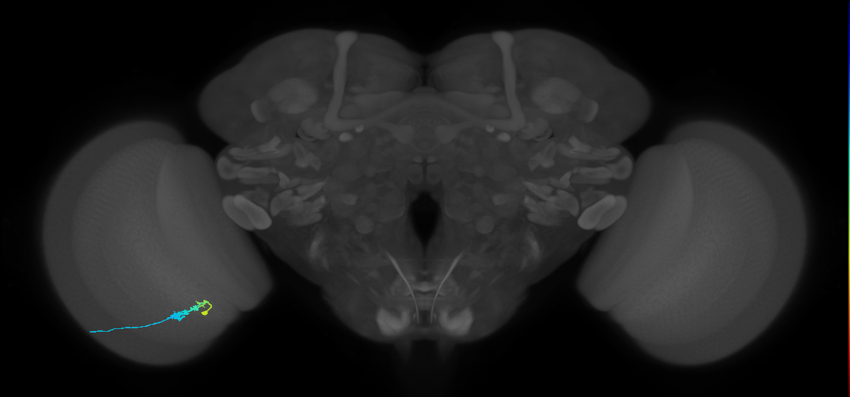 C3_L (MaleCNS:67874)
