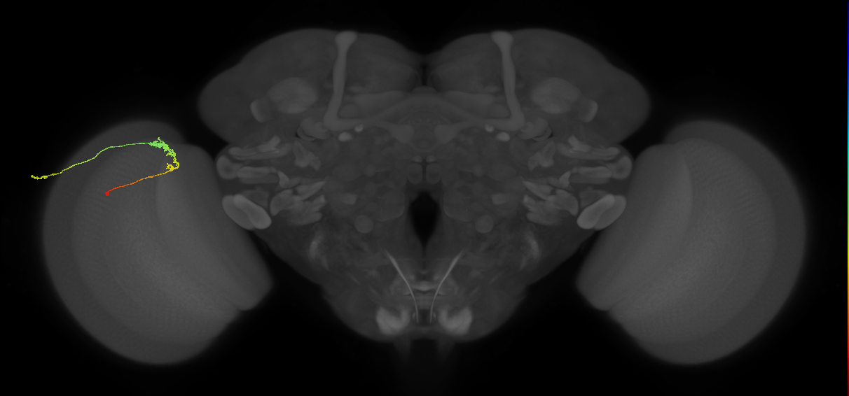 C3_L (MaleCNS:70097)