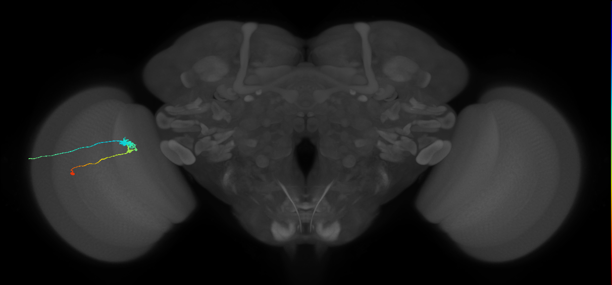 C3_L (MaleCNS:57933)