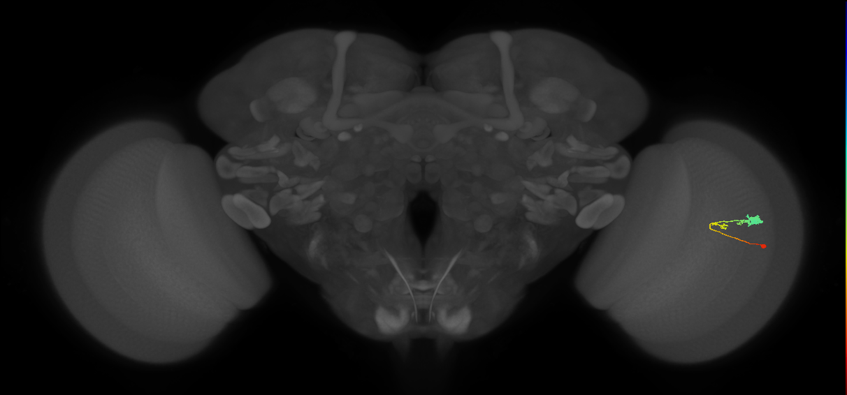 C3_R (MaleCNS:66972)