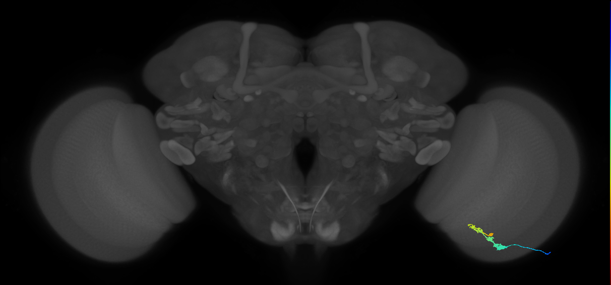 C3_R (MaleCNS:50425)
